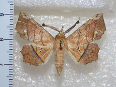 Syllectra erycata