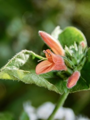 Dicliptera squarrosa