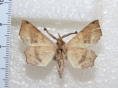 Syllectra erycata