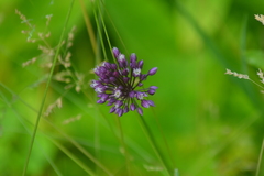 Allium