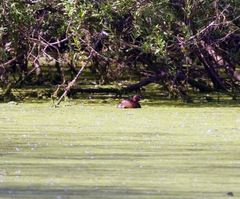 Tachybaptus ruficollis