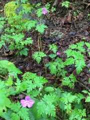 Geranium robertianum
