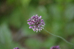 Allium