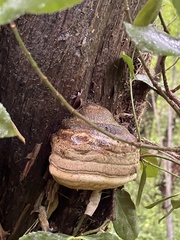 Laricifomes