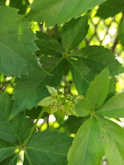 Parthenocissus quinquefolia