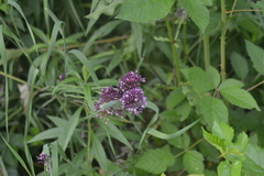 Allium
