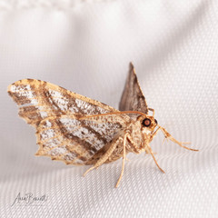 Macaria multilineata