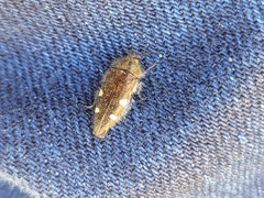 Acmaeodera prorsa
