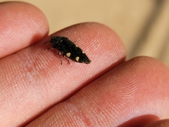 Acmaeodera prorsa