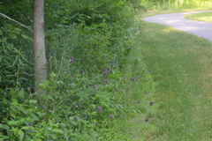 Allium