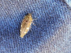 Acmaeodera prorsa