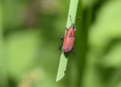 Rhodobaenus sanguineus