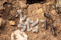 Iberoformica subrufa