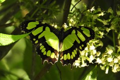 Siproeta stelenes