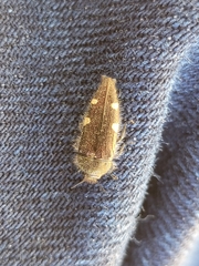 Acmaeodera prorsa