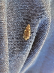 Acmaeodera prorsa
