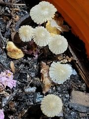 Coprinellus curtoides