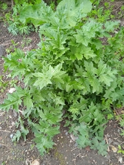 Carduus crispus