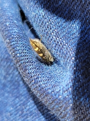 Acmaeodera prorsa