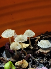 Coprinellus curtoides
