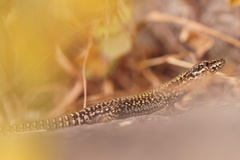 Podarcis muralis