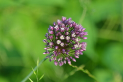 Allium