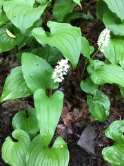 Maianthemum dilatatum