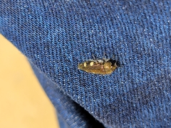 Acmaeodera prorsa