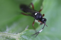 Vulgichneumon saturatorius