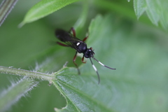 Vulgichneumon saturatorius