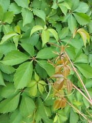 Parthenocissus quinquefolia