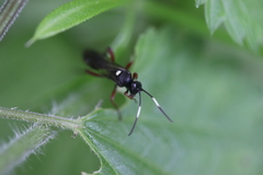 Vulgichneumon saturatorius