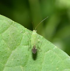 Orthotylinae