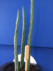 Kleinia stapeliiformis