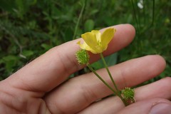 Ranunculus pedatus
