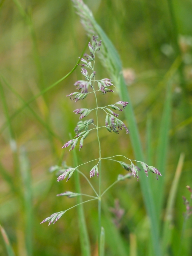 Poa