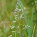 Spreading Meadow-Grass - Photo (c) tobi123, some rights reserved (CC BY-NC), uploaded by tobi123