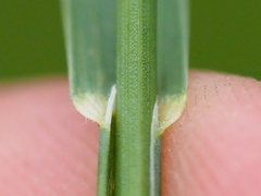 Poa humilis