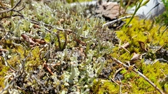 Cladonia cenotea