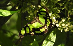 Siproeta stelenes