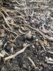 Cornu aspersum