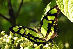 Siproeta stelenes