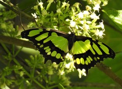 Siproeta stelenes