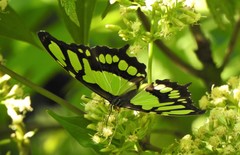 Siproeta stelenes