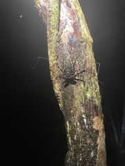 Phrynus pseudoparvulus