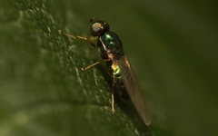 Microchrysa flavicornis