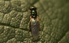 Microchrysa flavicornis