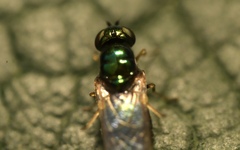 Microchrysa flavicornis