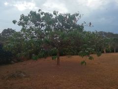 Solanum wrightii image