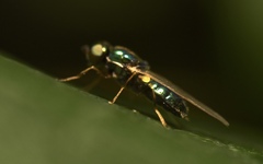 Microchrysa flavicornis